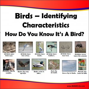 Birds: 5 Identifying Characteristics
