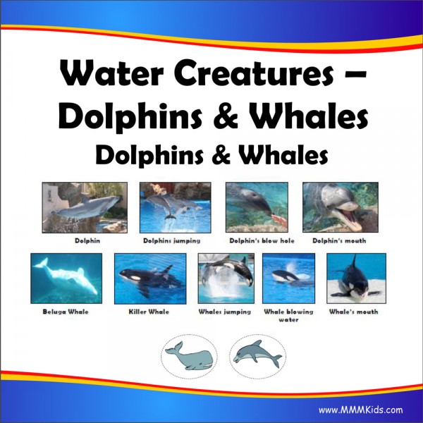 Dolphins & Whales Lesson