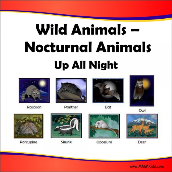 Nocturnal Animals Lesson