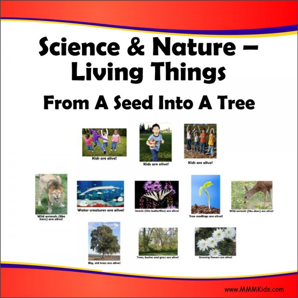 Living Things -- From A Seed Into A Tree